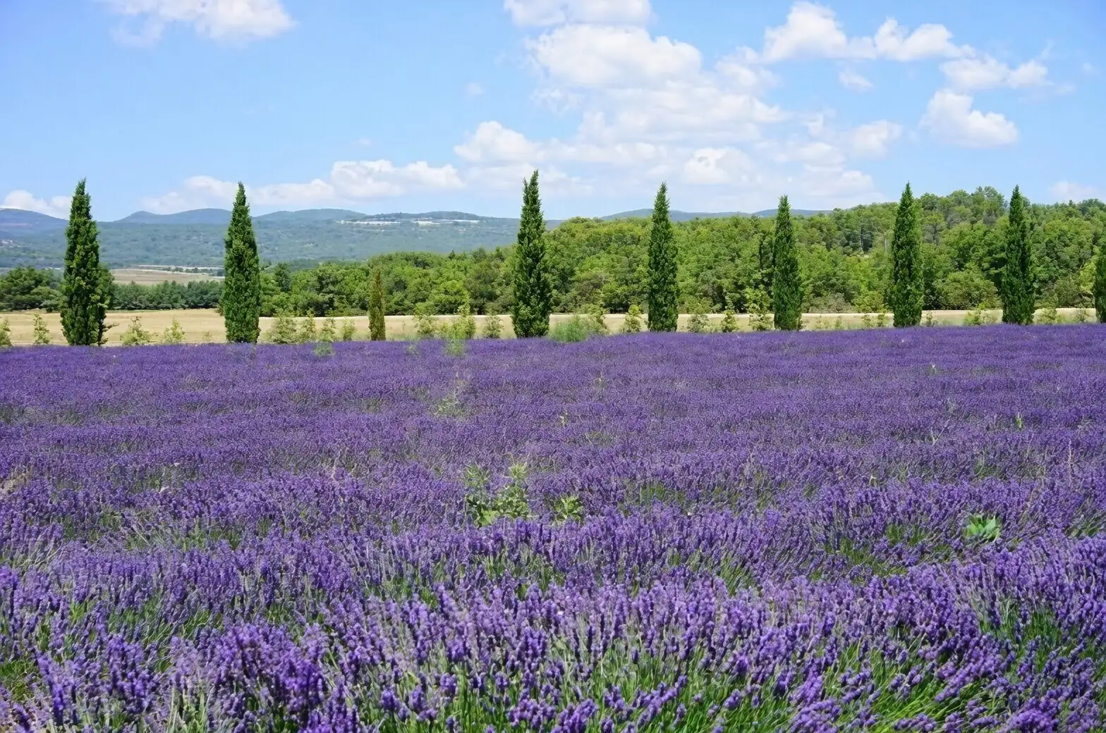 Lavandula angustifolia Provence field harvest