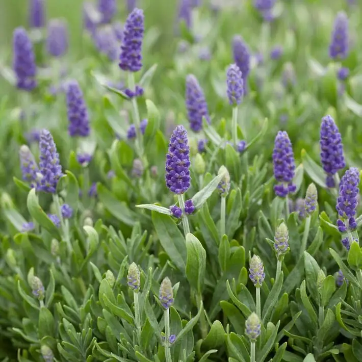 Lavandula angustifolia flower spikes close-up