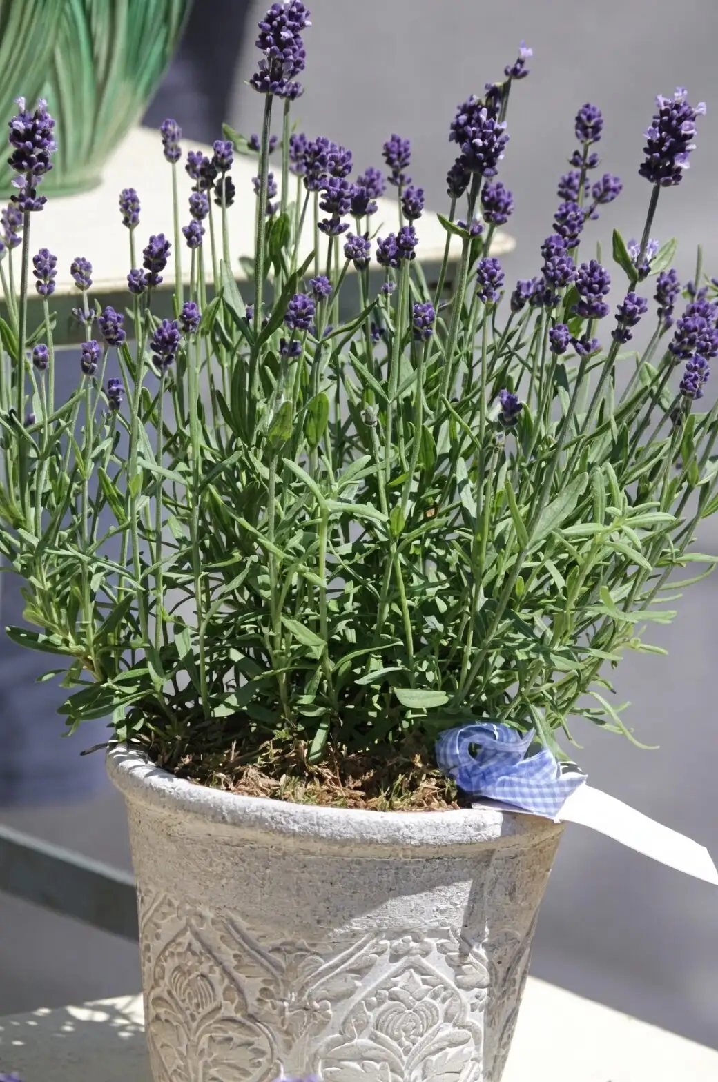 Lavandula angustifolia balcony pot full sun