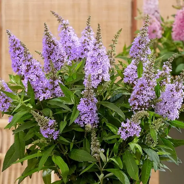 Why Lavender Smells Strongest on Dry Sunny Days—and 9 Other Scent-Geek Surprises