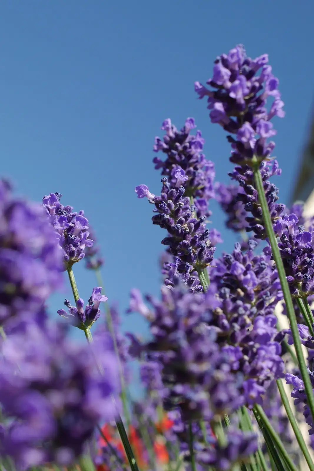 lavender oil glands macro