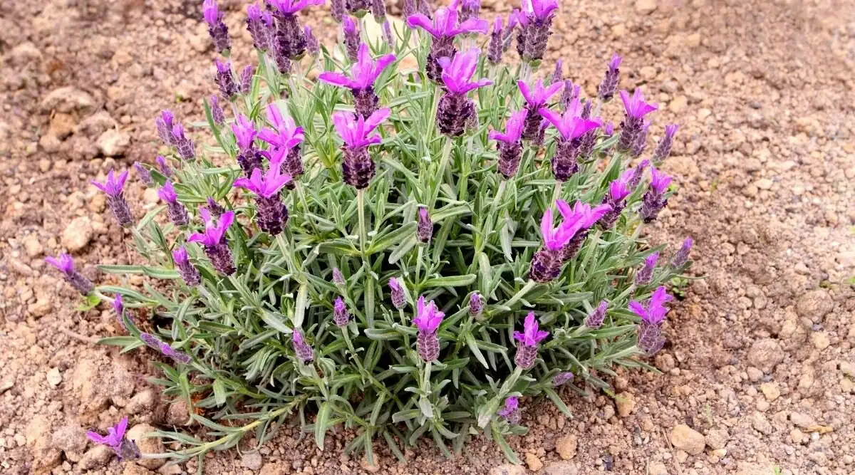 lavender dry rocky soil