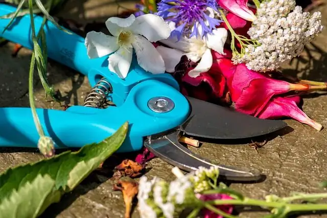 lavender pruning shears trim