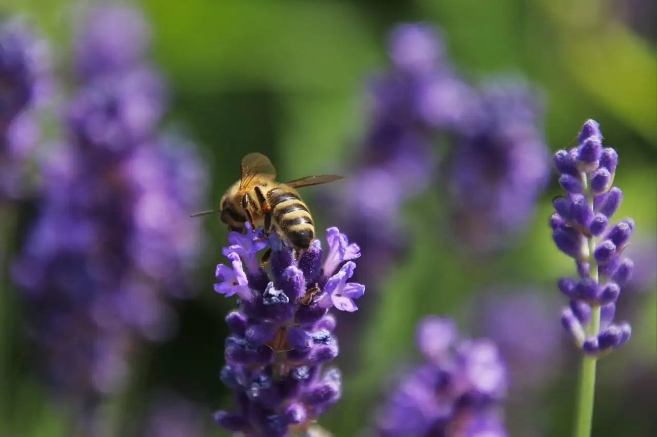 bee on lavender flower close up