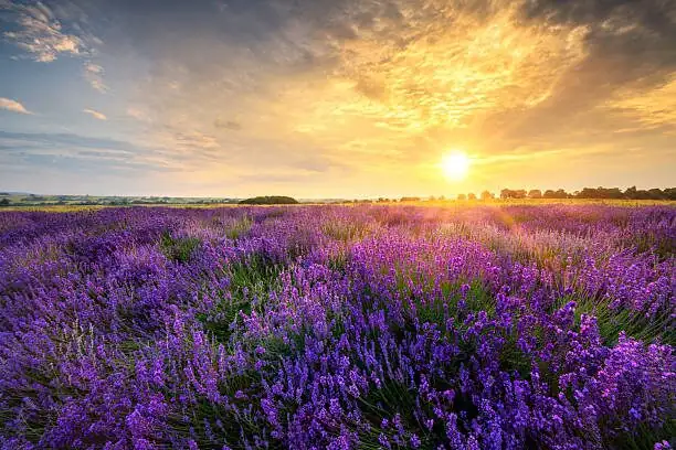 What Does Lavender Whisper? Calm, Devotion, and the Flower Language of ‘Waiting for Love’