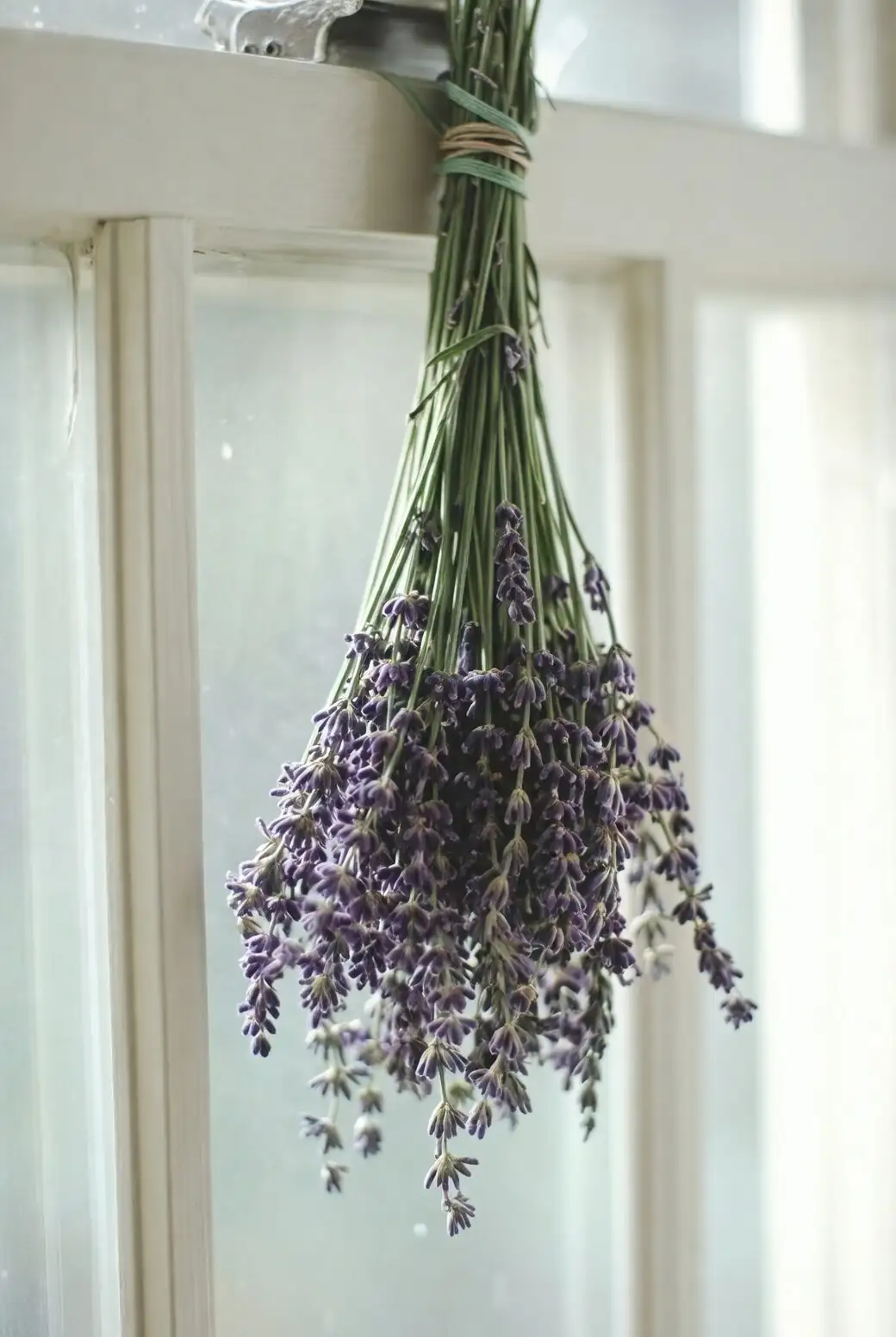 lavender bundles drying doorway