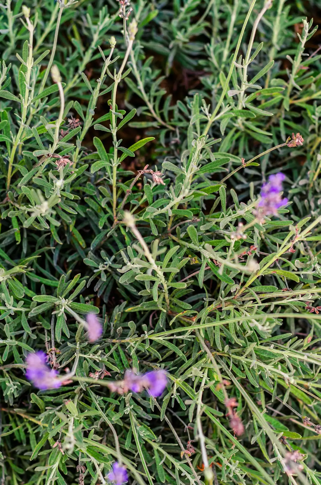 lavender leaves silvery close-up
