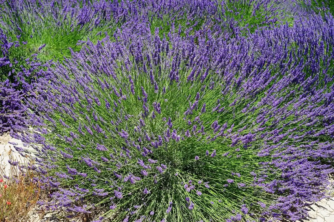 Cuttings That Root Fast: A Propagation Masterclass for True Lavender