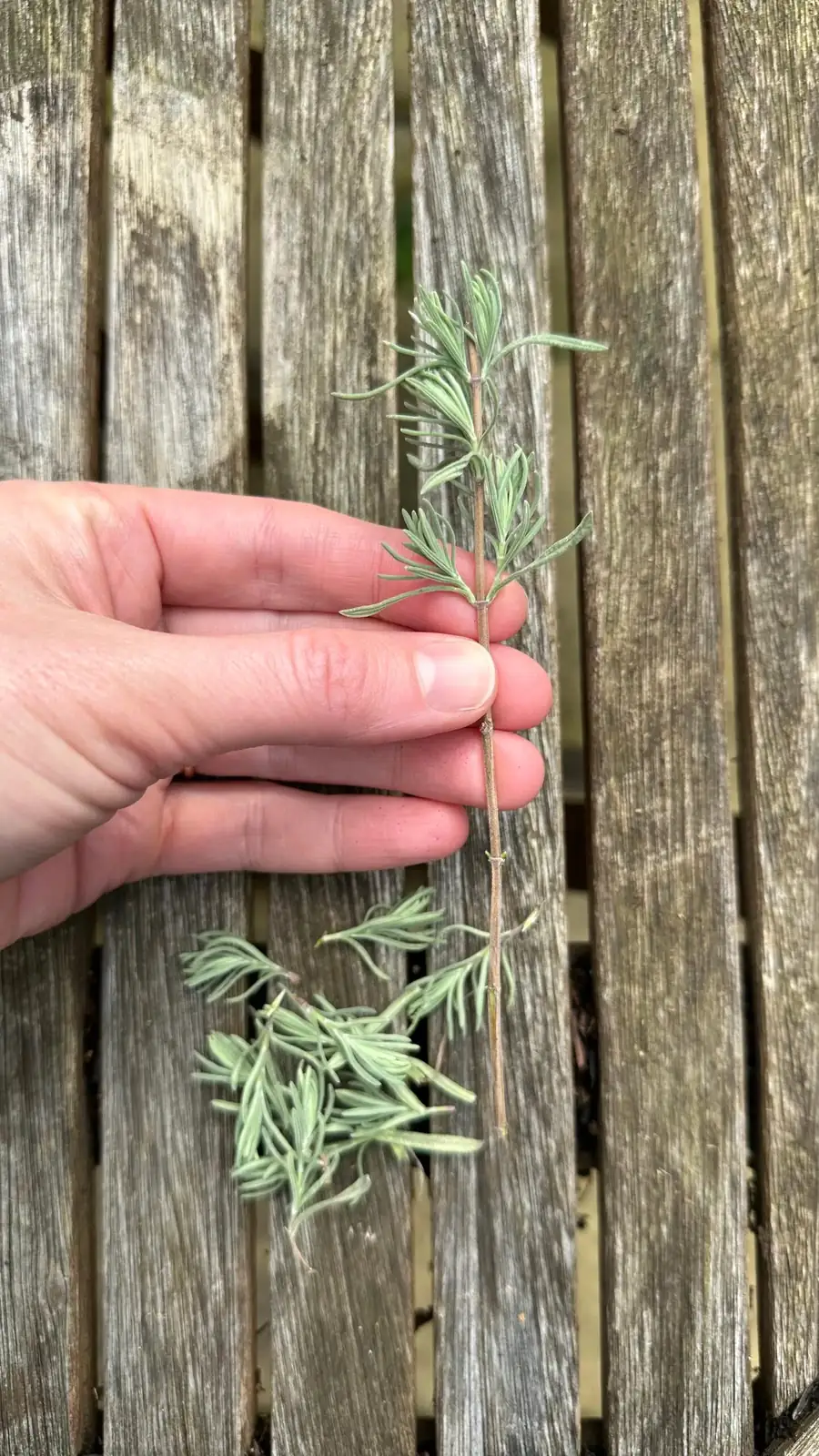 lavender cutting tools on table