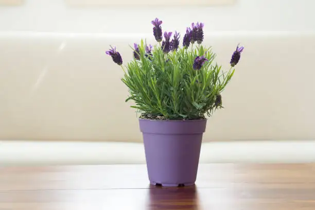 lavender gritty potting mix ingredients