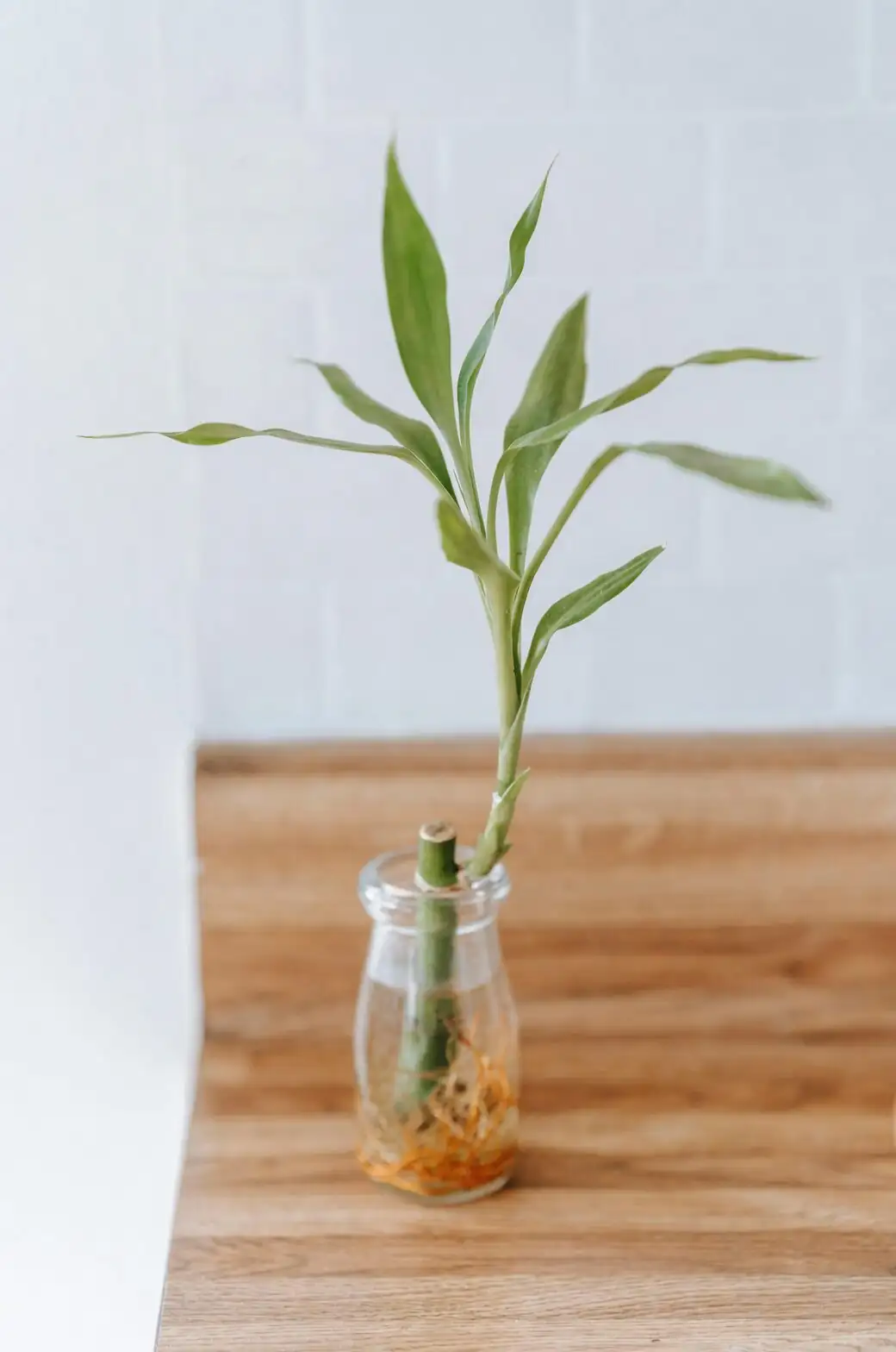 lavender cuttings in water jar roots