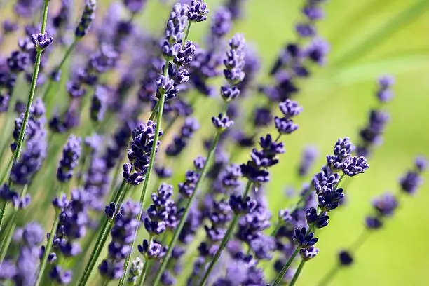 Never Chop Into Old Wood: The Pruning Secret to a Perfect Lavender Mound