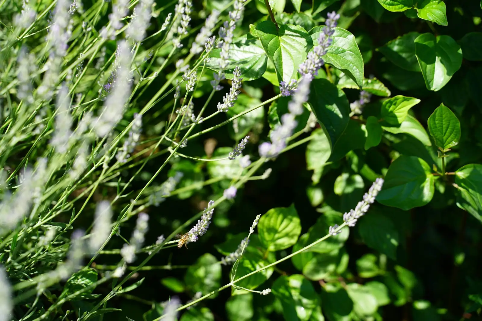 English lavender old wood close-up
