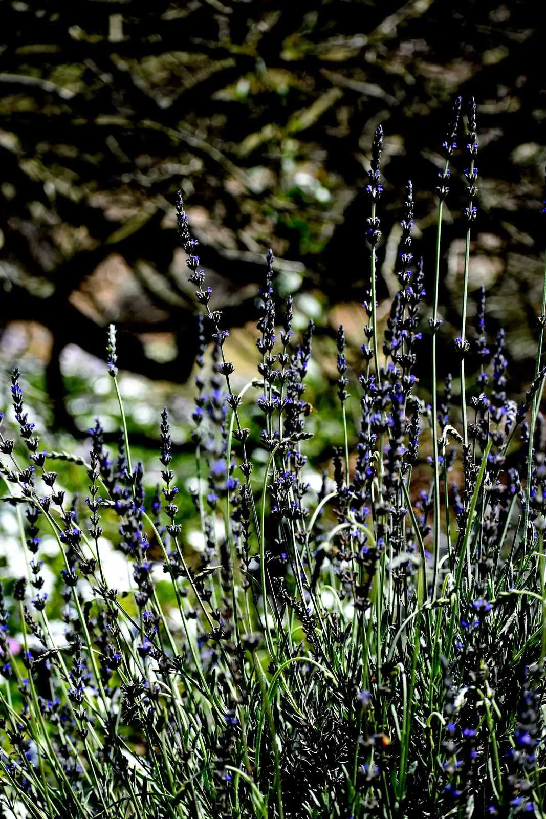 pruning English lavender above leaves