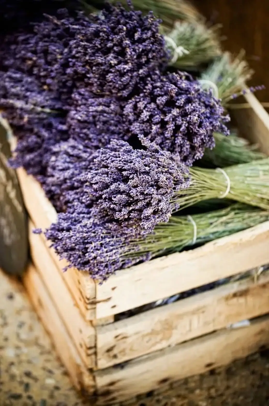 English lavender dried bundles hanging