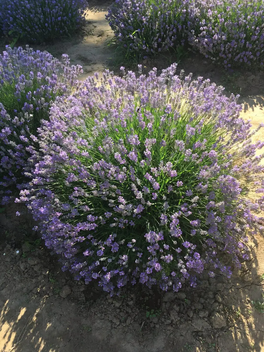 English lavender mound close-up
