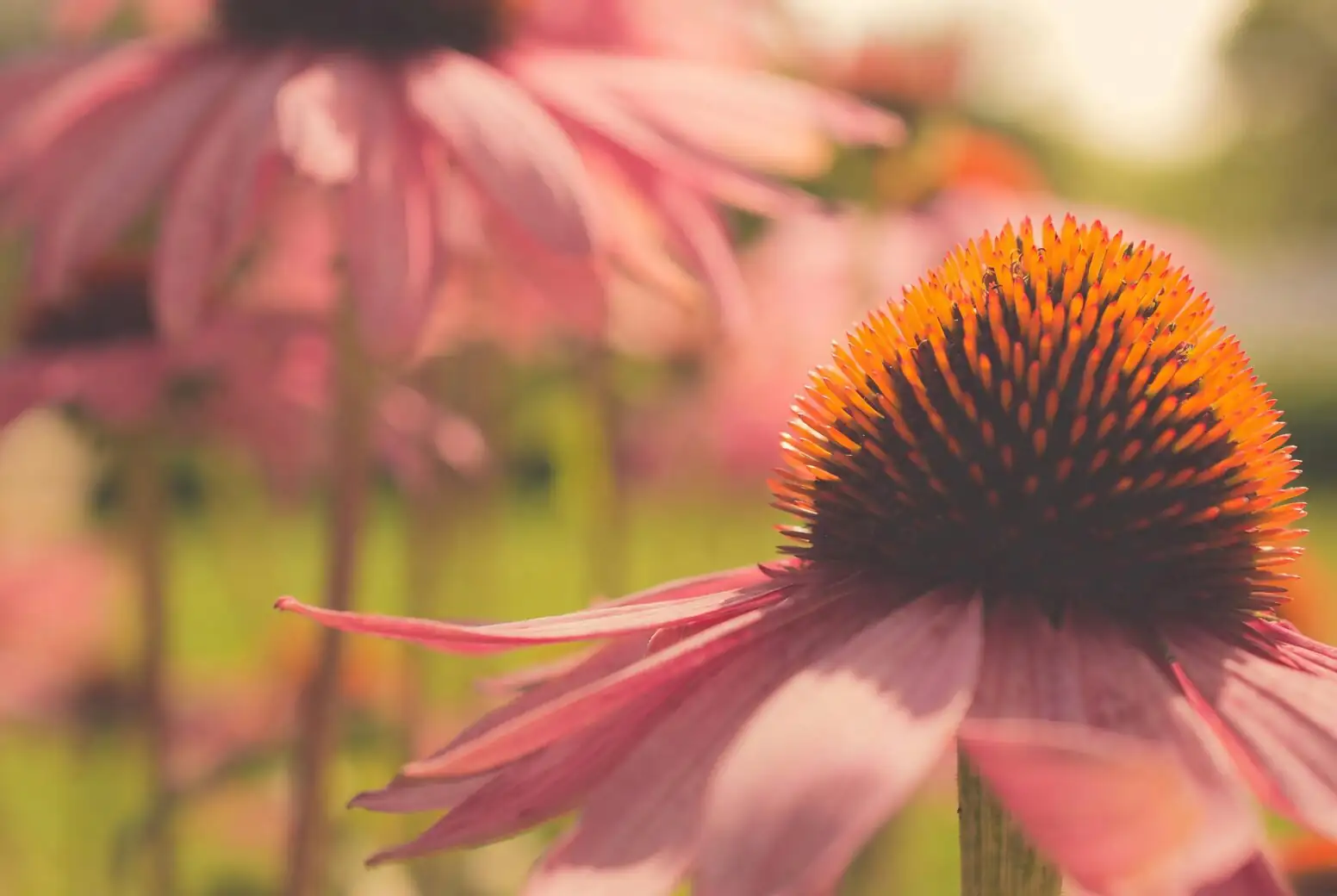 lavender with yarrow echinacea border