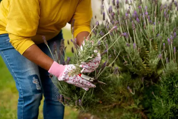hand cutting english lavender stems
