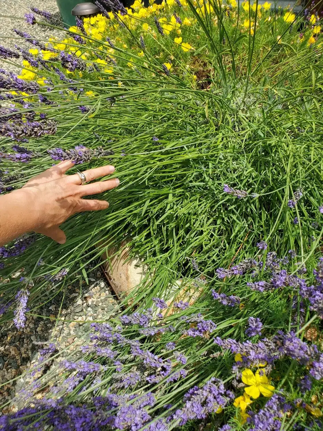 hand stripping english lavender buds