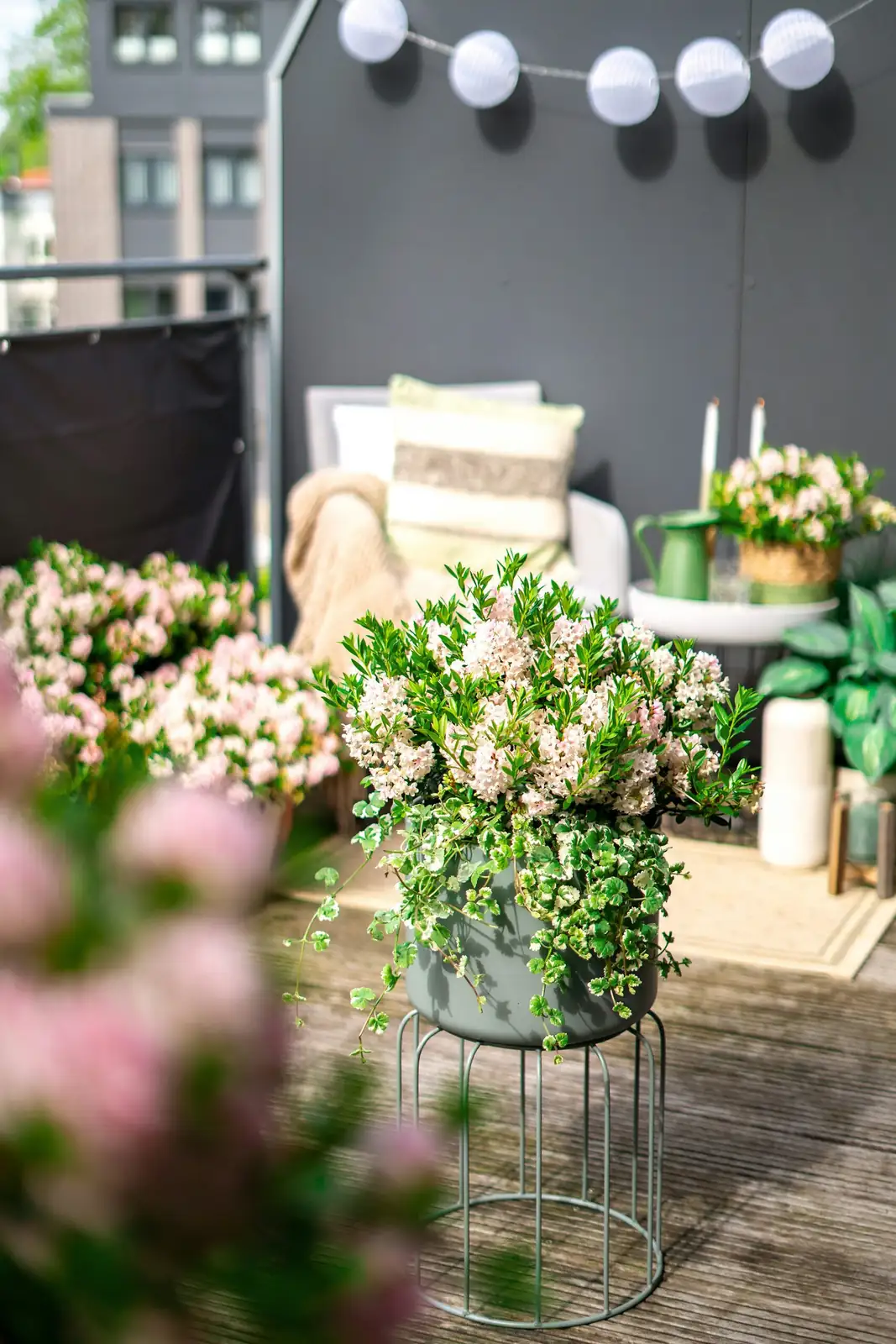 Small Pot, Big Perfume: A Balcony Blueprint for Showy, Fragrant Lavender