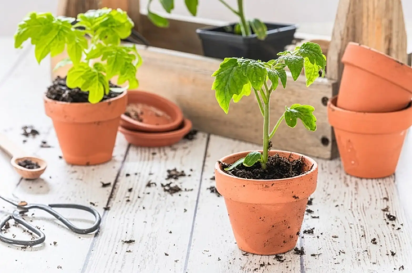 lavender terracotta pot drainage holes