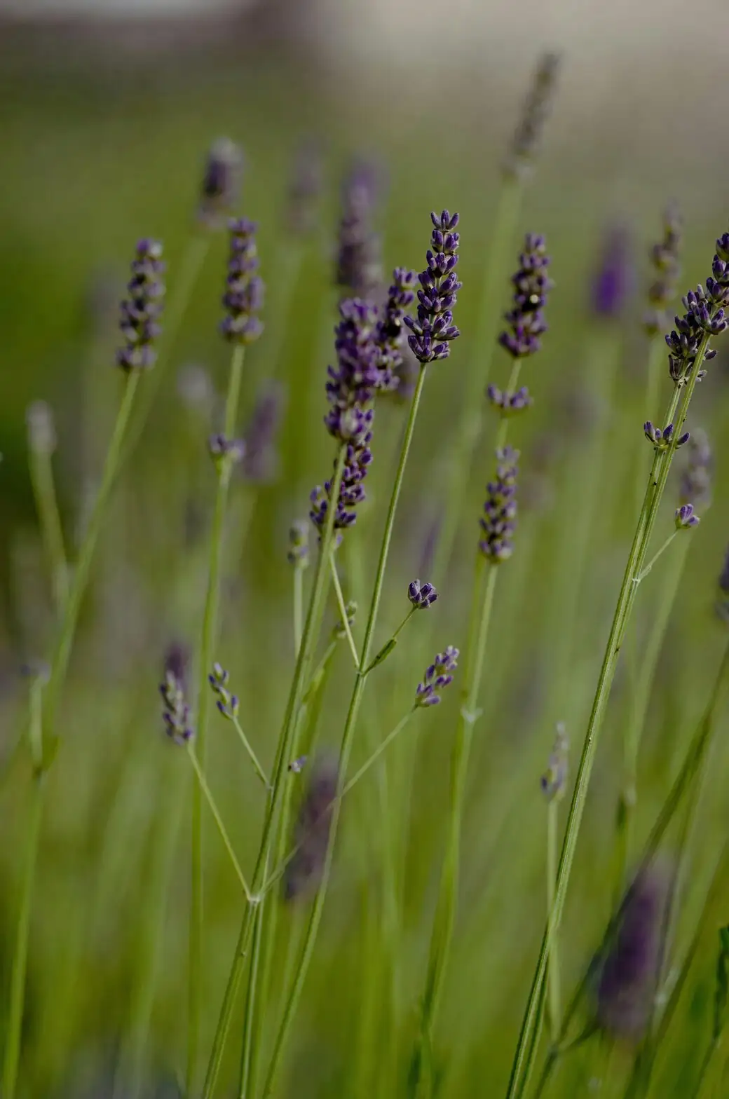 lavender pruning shears green stems