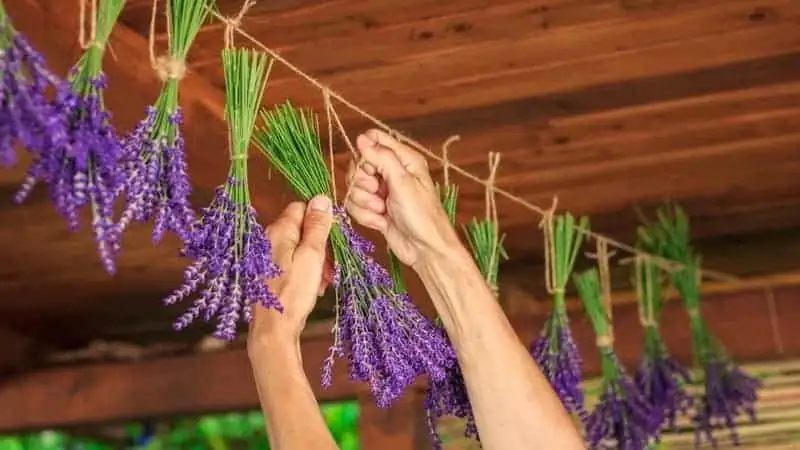 lavender bundles drying hanging