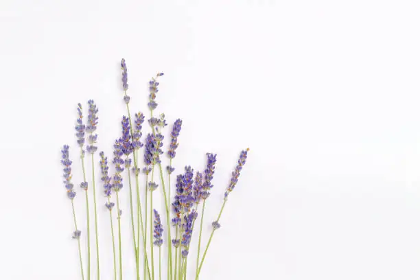 lavender bunches hanging to dry