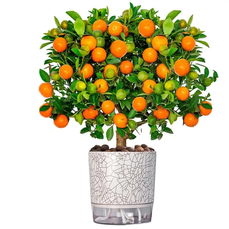 Gold on the Windowsill: The No‑Guesswork Kumquat Care Playbook (Light, Water, and Winter Wins)