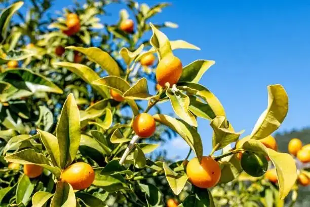 kumquat fruit ripening orange branch close-up