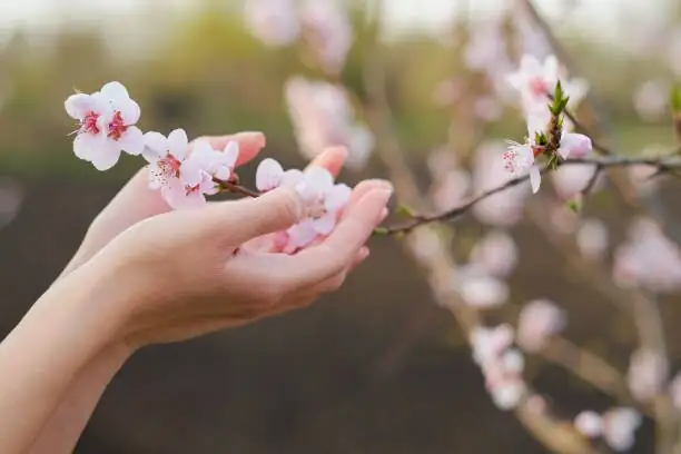 kumquat hand pollination brush flowers