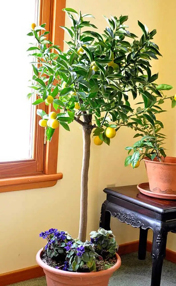 Why Are My Tiny ‘Gold Coins’ Dropping? Kumquat SOS: Mites, Scab, Canker—and Quick Fixes