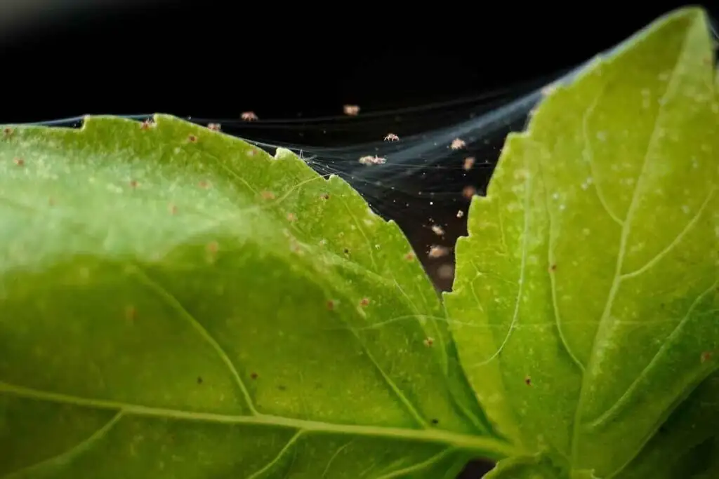 kumquat leaf spider mites webbing