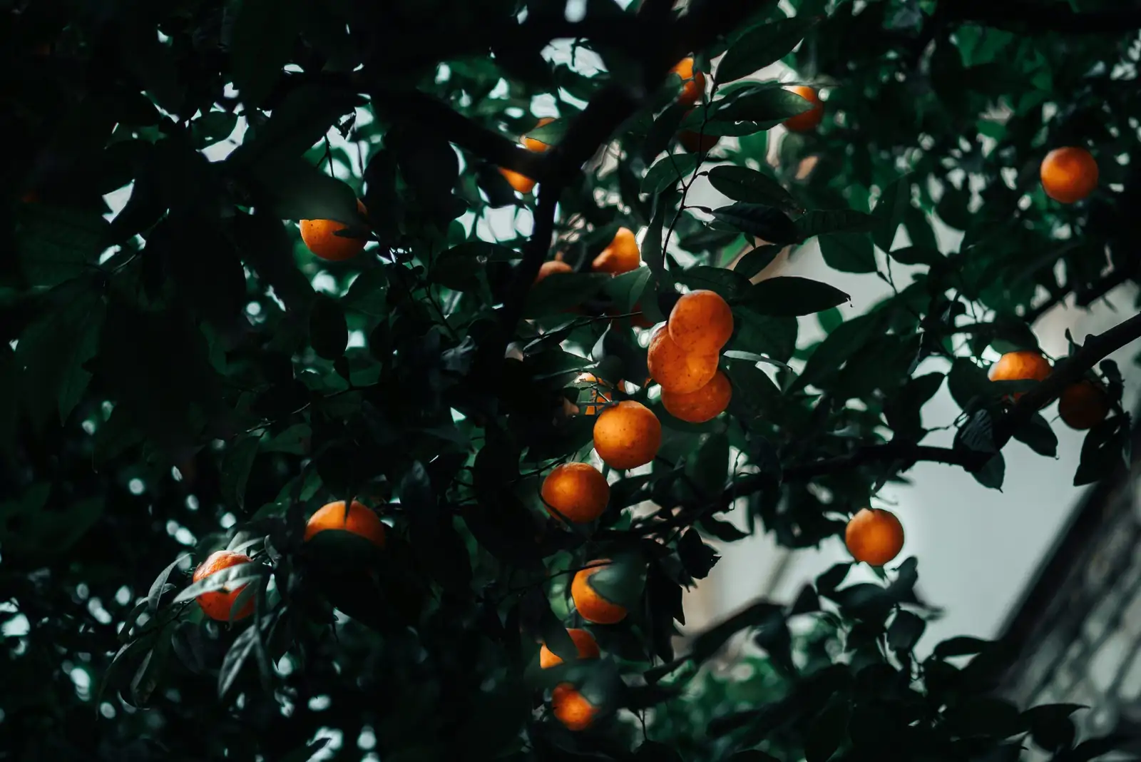 kumquat scale insects on stems