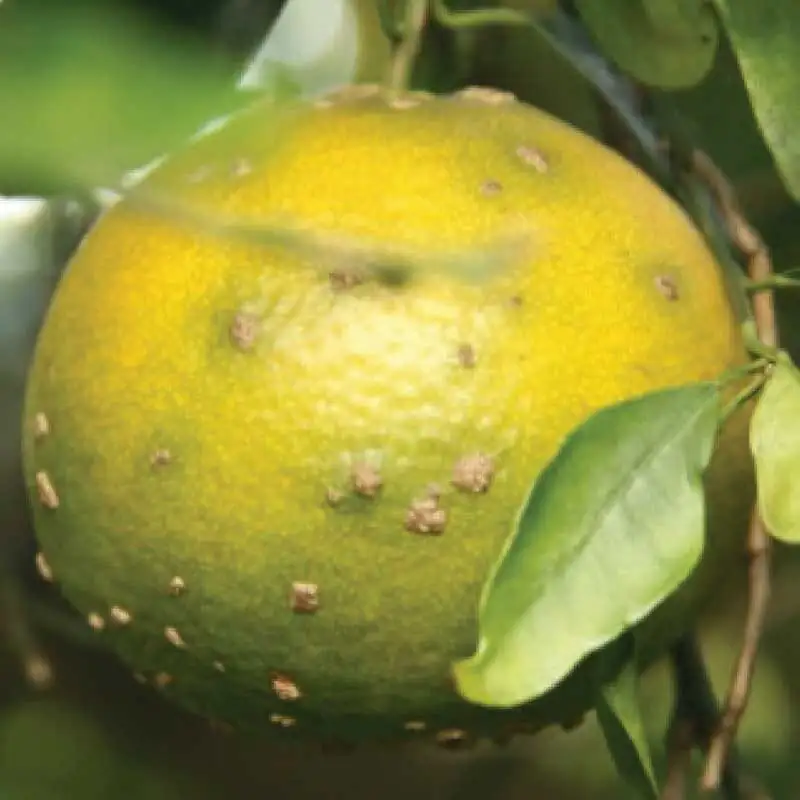 kumquat fruit citrus scab lesions