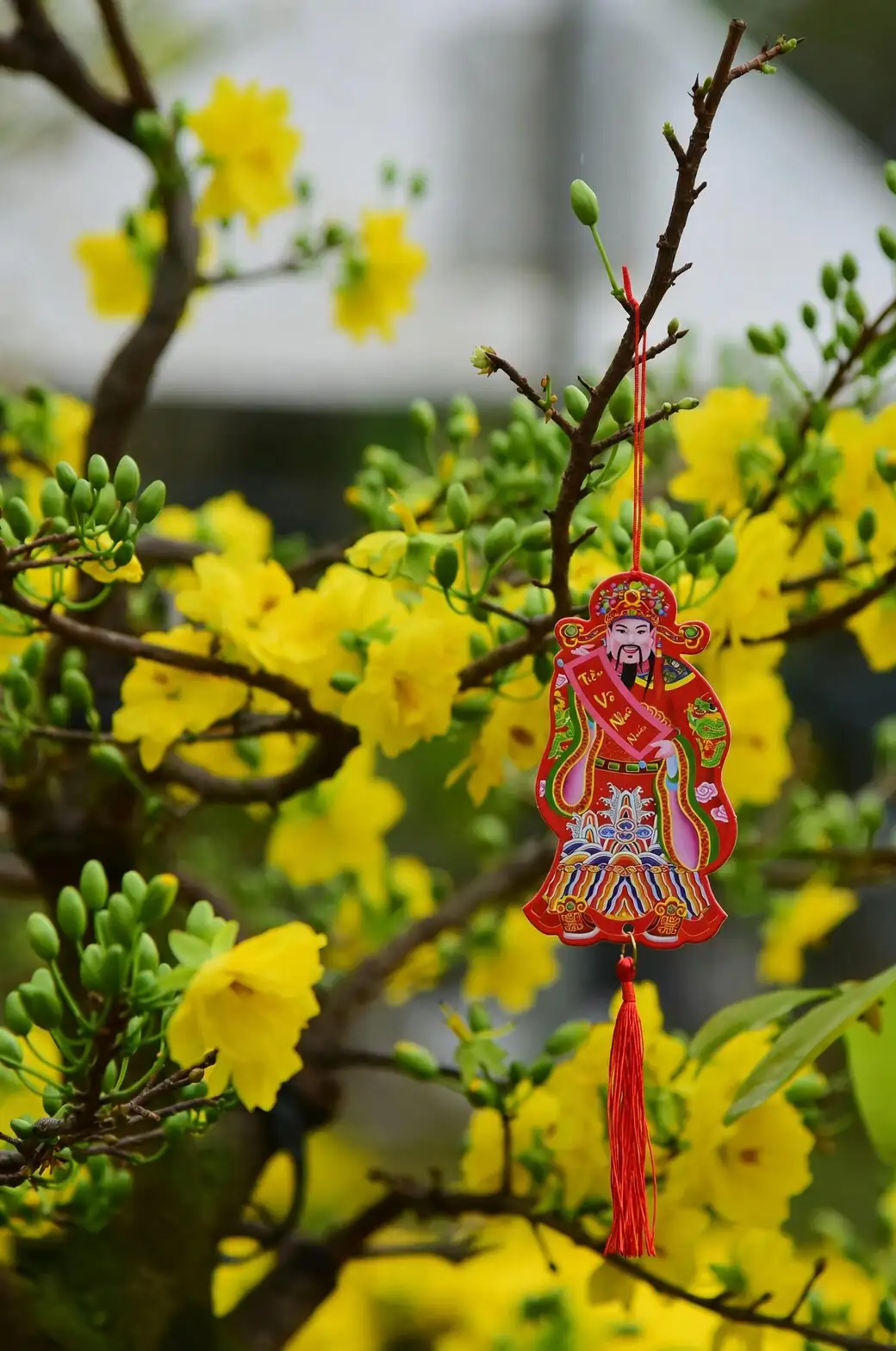 kumquat flower market Lunar New Year