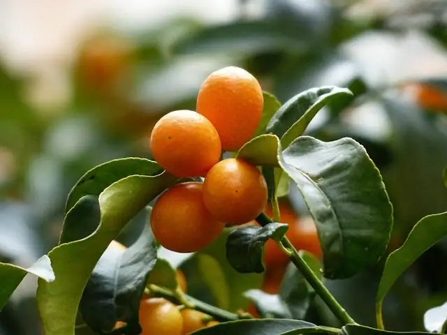 kumquat leaves flowers fruit close-up