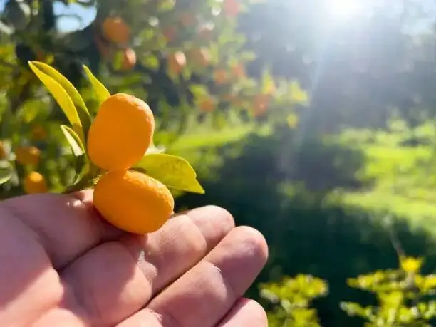 kumquat flower hand pollination brush