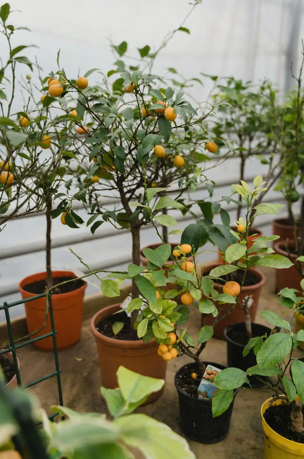 Graft Like a Pro: Trifoliate vs. Sour Orange Rootstocks and When to Bud Your Kumquat