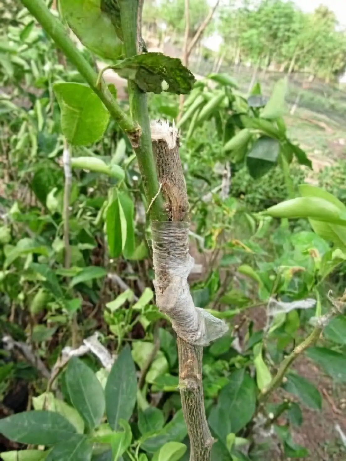 kumquat T-bud graft close-up