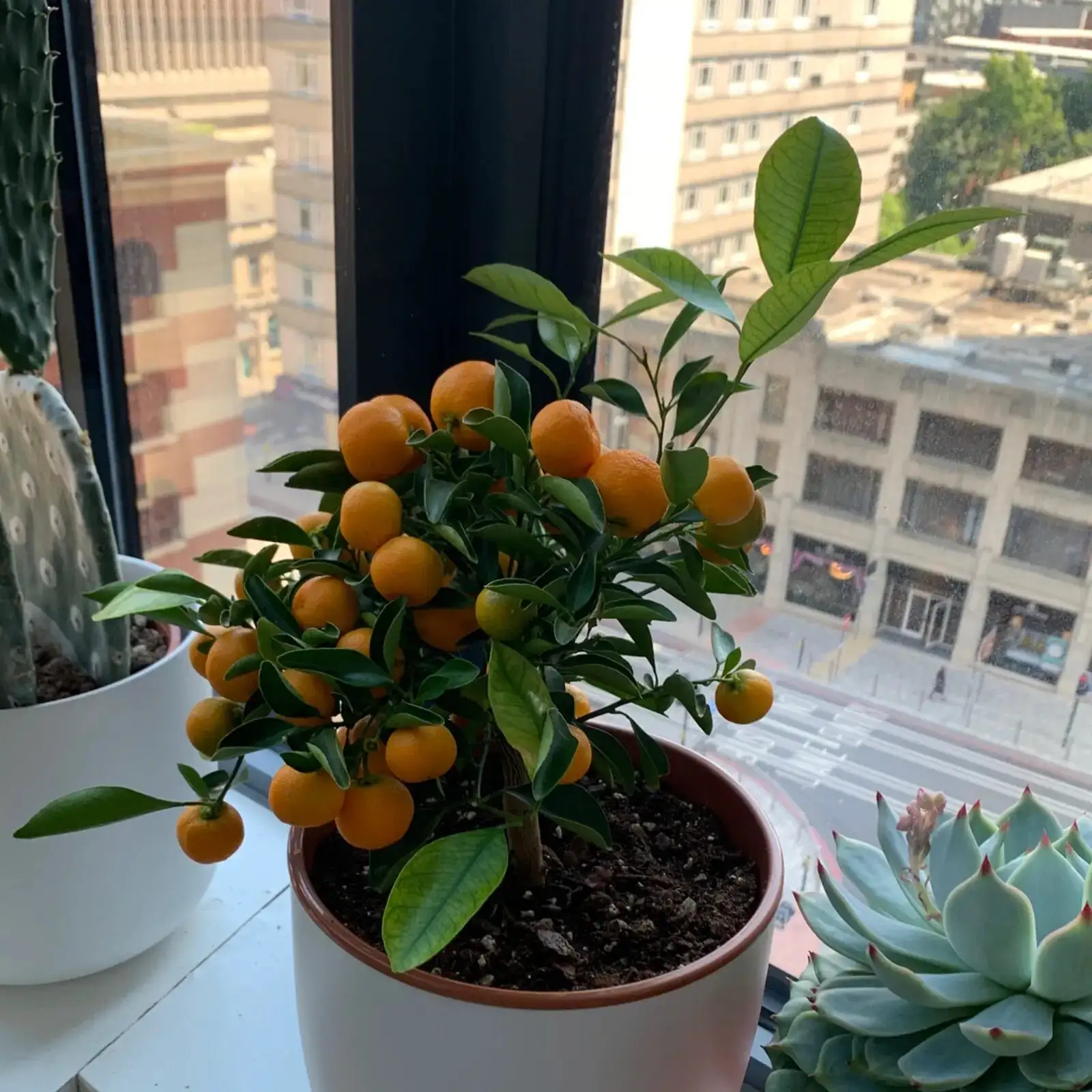 kumquat indoor winter fruit display