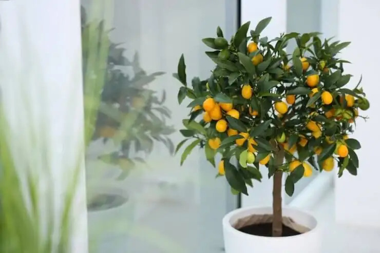 Designing with Little Suns: Styling Kumquats for Show‑Stopping Entryways and Balcony Chic