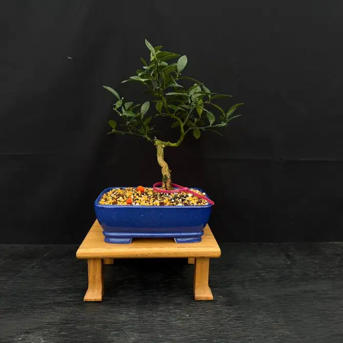 kumquat glazed ceramic pot