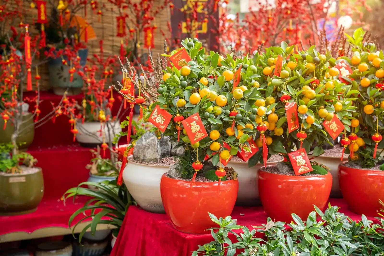 kumquat with red lanterns
