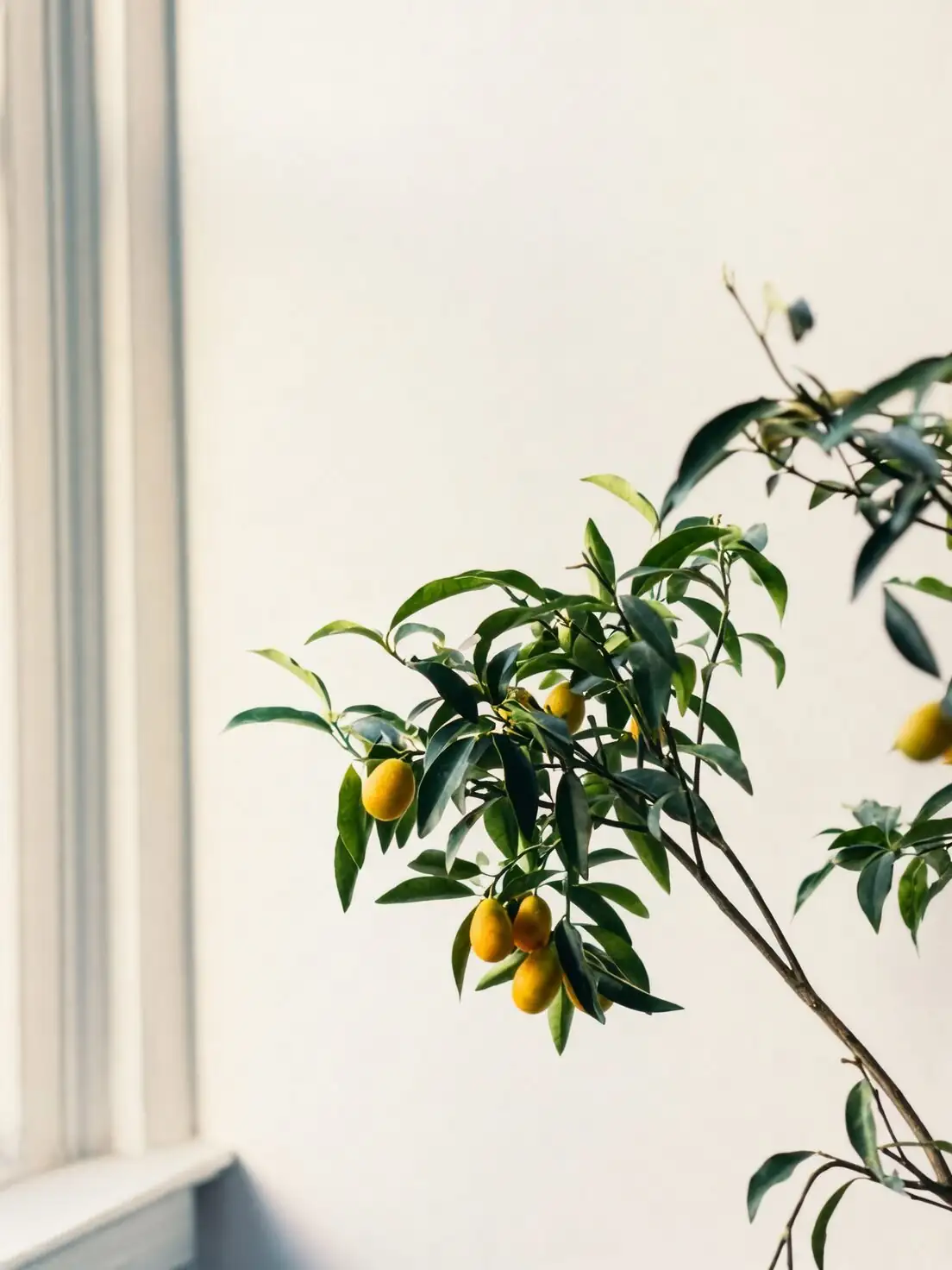 365 Days of Citrus Spark: The Month‑by‑Month Kumquat Success Calendar