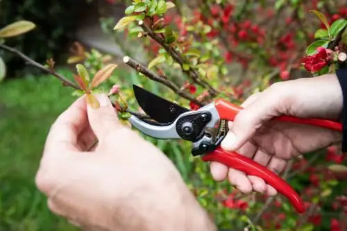 kumquat pruning shears close-up