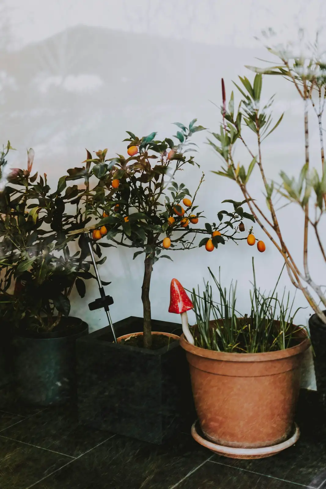 kumquat soil moisture meter pot