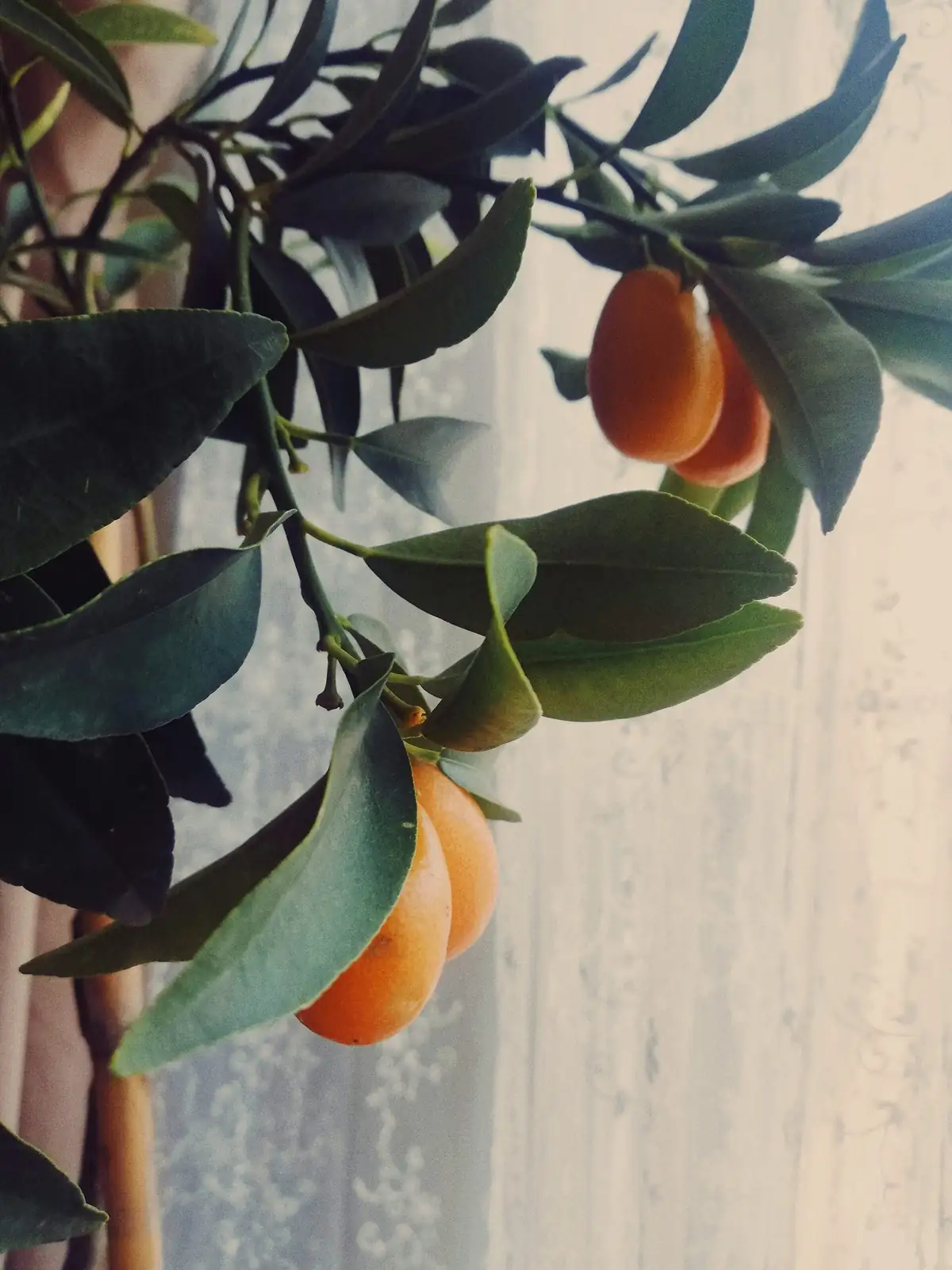 Kumquat’s Best Friends: Patio Companions that Boost Pollinators and Deter Pests