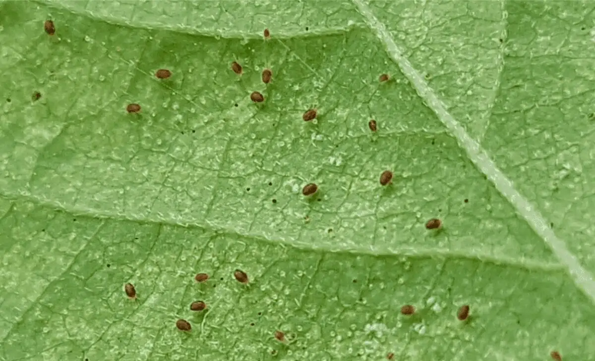 kumquat spider mites leaf close-up