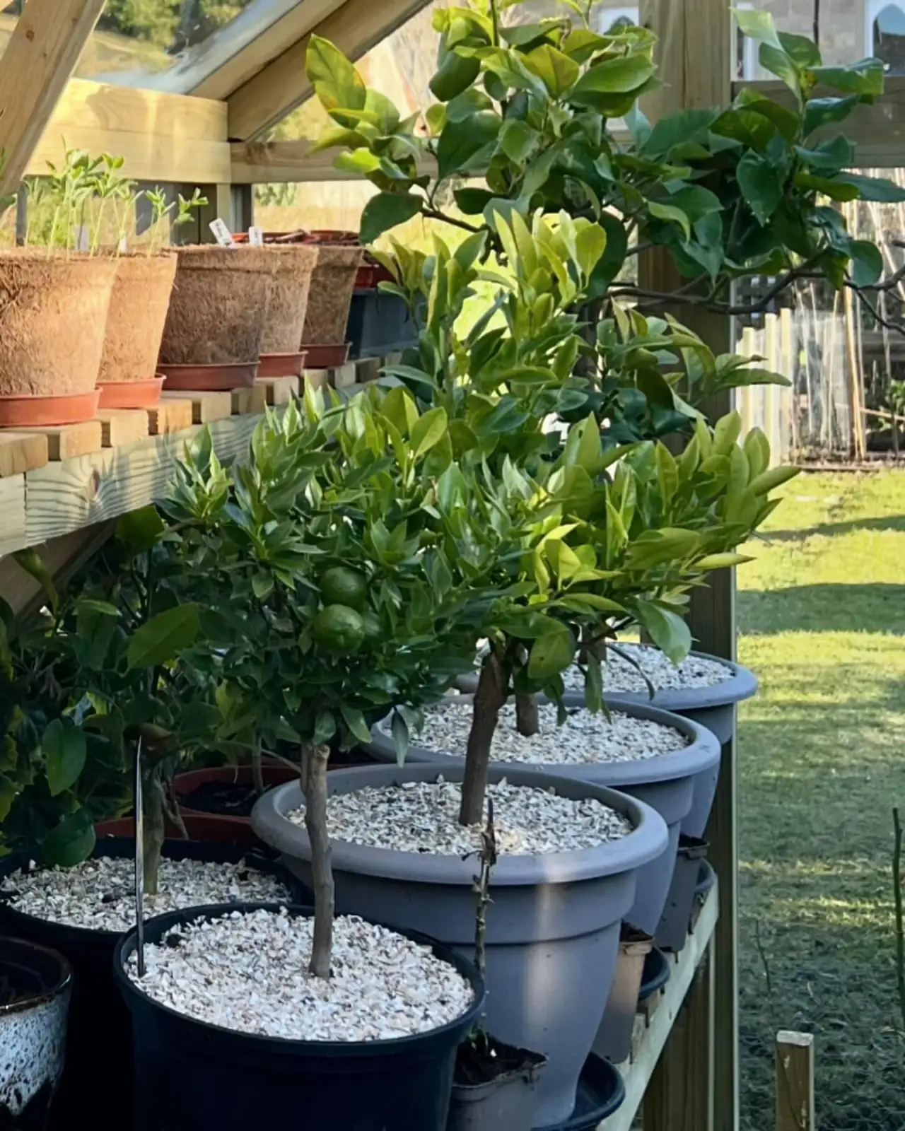 kumquat pot grouping balcony triangle